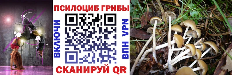 Купить где  Опочка  Псилоцибиновые грибы GOLDEN TEACHER 
